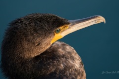 P1219652-Enhanced-NR