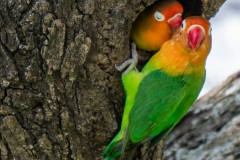 P1229299-Enhanced-NR