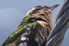 Choucador (étourneau africain)