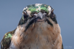 Choucador (étourneau africain)