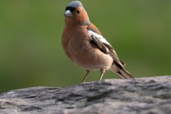 Pinson des arbres