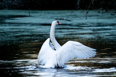 Cygne tuberculé