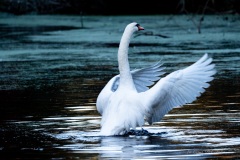Cygne tuberculé