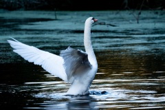 Cygne tuberculé