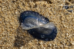 p1219382