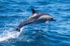Dauphin
