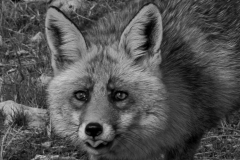 Le Renard de Montfalco