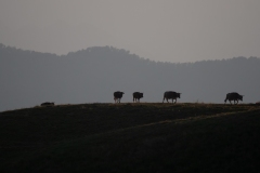 p1481962