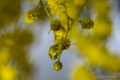 Photographie macro de fleurs de mimosa jaunes en pleine floraison