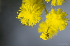 Gros plan macro sur les fleurs de mimosa jaunes
