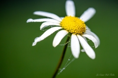 Photographie macro d’une marguerite blanche avec gouttes de rosée