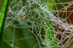 Photographie macro d’une araignée sur une toile couverte de gouttes de rosée