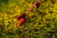 Photographie macro d’un bourgeon brun posé sur de la mousse verte