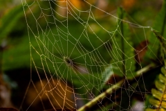 Photographie macro d’une toile d’araignée délicate dans la végétation
