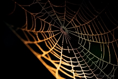 Photographie macro d’une toile d’araignée éclairée par une lumière dorée