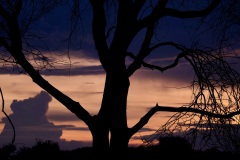 Sunset en Tanzanie , Afrique