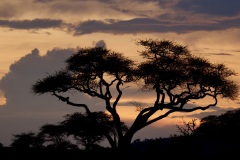 1_555b4f49-d53a-40c7-bb84-873a18d031bf_1_201_a