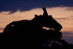 1_722b6714-5fad-4be0-8773-d9b9a29d3fa3_1_201_a