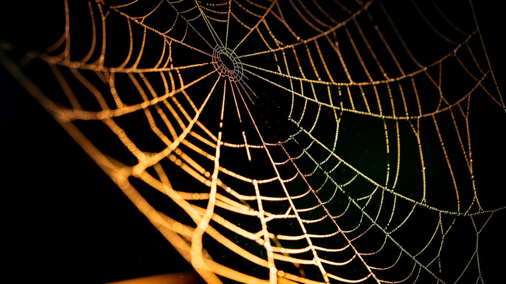 Photographie Macro | Détails du vivant | La Casa Del Folio